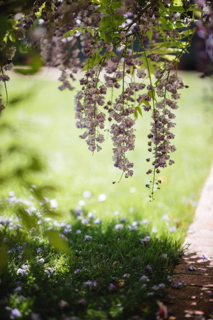 la Metafora del jardin. autocuidado emocional